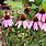 Echinacea Garden
