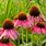 Echinacea Perennials