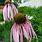 Echinacea Sanguinea