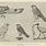 Egyptian Hieroglyphics Bird