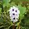 Eichhornia Azurea Seeds