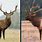 Elk vs Deer Antlers