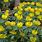 Eranthis Hyemalis Winter Aconite