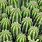 Euphorbia Echinus
