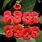 Euphorbia Red