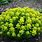 Euphorbia Spurge Plant