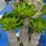 Euphorbia Unispina