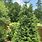 Evergreen Fast Growing Shade Trees