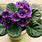 Exotic African Violets