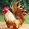 Exotic Breeds of Chickens