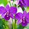 Exotic Purple Orchid Flower
