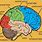 External Brain Anatomy