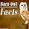 Facts About Barn Owls