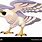 Falcon Bird Cartoon