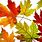 Fall Colored Maple Leaf