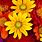 Fall Flower Desktop Screensavers