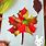 Fall Leaf Crafts