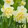 Fancy Narcissus Bulbs