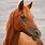 Farm Sorrel Arabian Horse