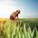 Farmer in Farm