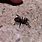 Fast Black Spider