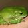 Fat Green Tree Frog