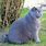 Fat Grey Cat