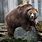 Fat Kodiak Bear