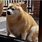 Fat Shiba Inu Meme