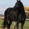 Female Black Horse
