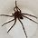 Fishing Spider Poisonous