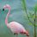 Flamingo Pictures Free