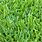 Florida Lawn Grass Types