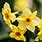 Flower Narcissus Picture