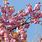 Flowering Cherry