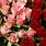 Flowers Pink and Red Roses