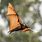 Flying Fox Wings