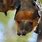 Flying Foxes Photo