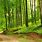 Forest Panorama Wallpaper