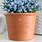Forget Me Not Flower Pot Gift