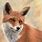 Fox Painting Art