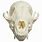Fox Skull Identification