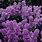 Fragrant Purple Lilac