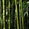 Free Bamboo