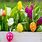 Free Images Easter Flowers