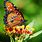 Free Images of Butterflies