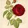 Free Vintage Botanical Rose Prints