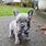 French Bulldog Puppies for Free