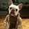 French Bulldog Yoda Costume