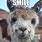 Friday Llama Meme